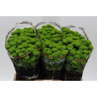 Freshy Chrysant santini Peptalk