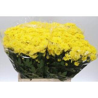 Freshy Chr Aqua T Pastela Sunny