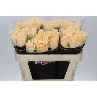 Freshy Rosa Avalanche Peach