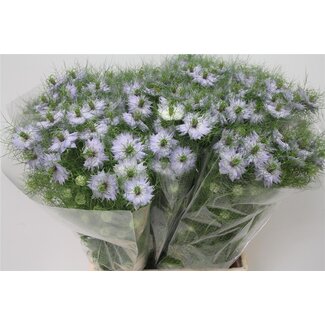 Freshy Nigella D Cloudy Lavender