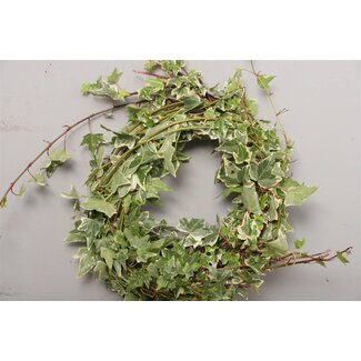 Freshy Hedera Helix Variegated Ivy | Colour: Green White | Length ± 100 centimetre | Per 10 stems