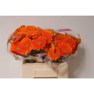 Freshy Germini. Aqua Cuby x20