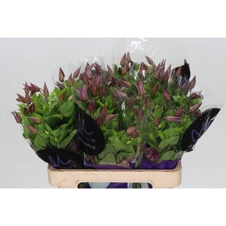 Freshy Clematis Amazing Kyiv