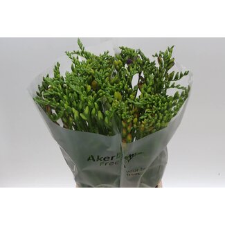 Freshy Freesia enkel Gemengd Extra