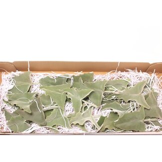 Freshy Kalanchoe Blad Klein