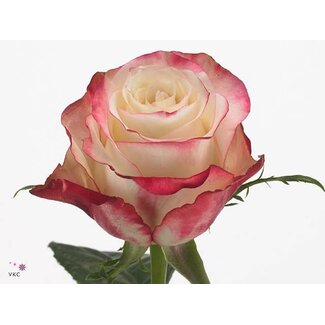 Freshy Large-flowered Rose “Sweetness” | Colour: White Pink | Length ± 60 centimeter | Origin Ecuador | Per 25 fresh flowers