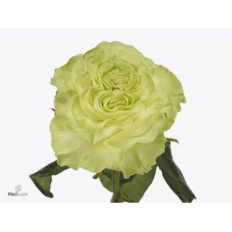 Freshy Roses “Wasabi” LL | Colour: Green | Length ± 50 centimetre | Per 25 roses