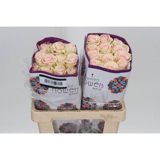 Freshy R Eq Blessing