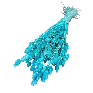 Casa Alegria Gedroogde Gebleekte Phalaris | Kleur: Blauw | Kanariegras Droogbloemen | Lengte ± 75 centimeter | Gewicht 150 gram | Per bos