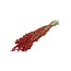 Séchée Briza Maxima | Couleur: Orange | Grande herbe tremblante | Longueur ± 60 centimeter | Poids 100 gram | Par bouquet