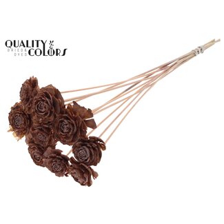 QC Cedar Rose sur tige | Couleur: Saumon givré | Pique pomme de pin | Longueur ± 50 centimeter | 10 piques par bouquet