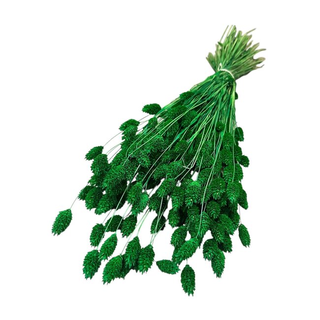 Dried Phalaris | Colour: Green | Canary grass dried flowers | Length ± 65 centimetre | Weight 150 gram | Per bunch