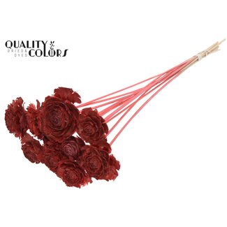 QC Cedar Rose auf Stiel | Farbe: korallenfarben | Kiefernzapfen-Stecker | Länge ± 50 centimeter | 10 Stecker pro Bund