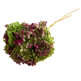 Casa Alegria Konservierte Hortensie Cabeza | Farbe: Natürlich Rot Grün | Hortensie Trockenblumen | Länge ± 70 centimeter | Pro Zweig
