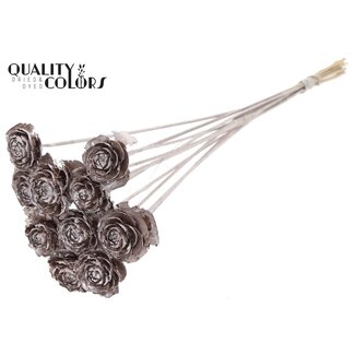 QC Cedar Rose sur tige | Couleur: champagne | Pique de pomme de pin | Longueur ± 50 centimeter | 10 piques par bouquet