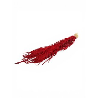 Dutch Dried Amarante pendante préservée | Couleur: Rouge | Amaranthus Caudatus | Longueur ± 80 centimeter | Poids ± 200 gram | Par bouquet