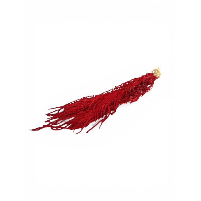 Amaranthus Caudatus Preserved | Red | 200 gr | 80 cm