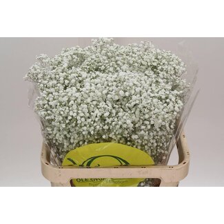 Freshy Gyps Pa Xlence Ecuador