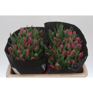 Freshy Tulp dubbel Double Princess