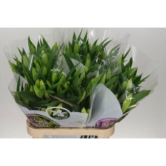 Freshy Lelie Oriental Aqua Pathos