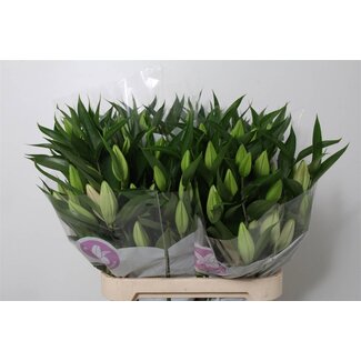 Freshy Lelie Oriental Aqua Praiano