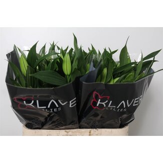 Freshy Lelie Oriental Aqua Santander