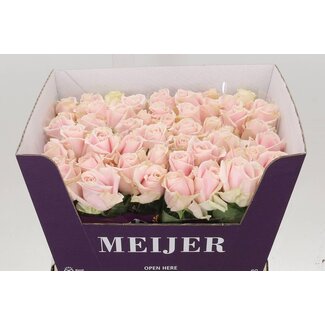 Freshy Rosa Sweet Avalanche