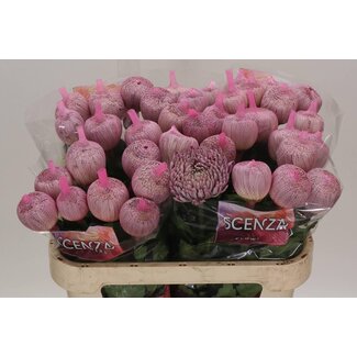 Freshy Chrysant deco Couture