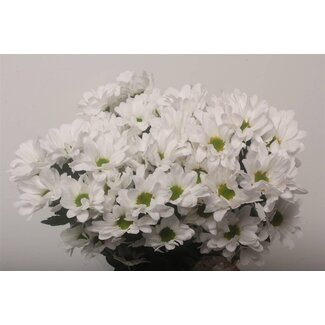 Freshy Chrysant T Kennedy