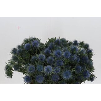 Freshy Eryngium Magnetar Qstar