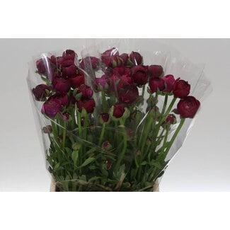 Freshy Ranunculus Amandine Bonbon Bio