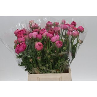 Freshy Ranunculus Elegance Dark Pink Bio