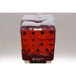 Freshy Ge Aqua .racket Gr Applause