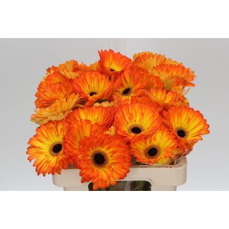 Freshy Gerbera * 65 Cm Catwalk X10