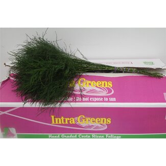 Freshy Asparagus Treefern x30 (p. bos)