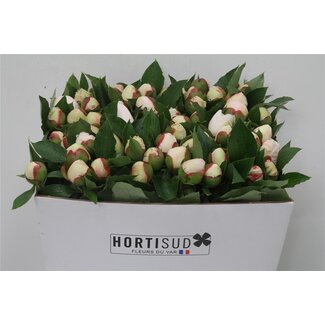 Freshy Paeonia L Festiva Maxima 60cm