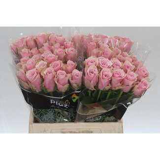 Freshy Rosa Athena Royale