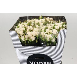 Freshy R tros Royal Porcelina Voorn