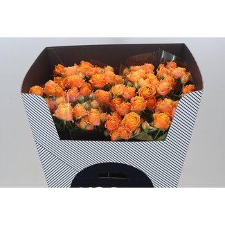 Freshy R tros Coral Bubbles Voorn