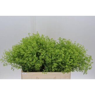 Freshy Alchemilla M Robustica