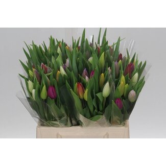 Freshy Tulp enkel Gemengd