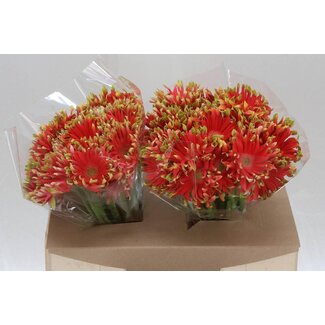 Freshy Gerbera * Pastini Rivello x20