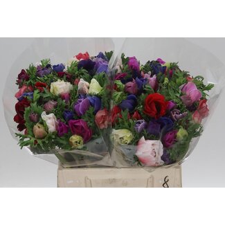 Freshy Anemone Mistral M X50 Mix