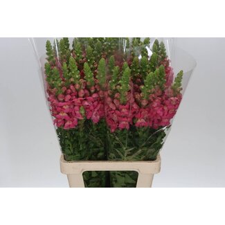 Freshy Antirrhinum Poto. Cherry 70cm