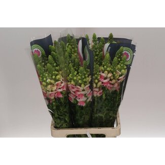 Freshy Antirrhinum Poto. Plumblossom 70cm