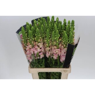 Freshy Antirrhinum Poto. Early Pink 70cm