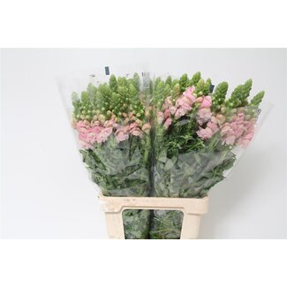 Freshy Antirrhinum Poto. X60 Earl Pink