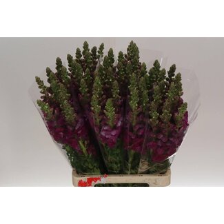 Freshy Antirrhinum Poto. X60 Purple