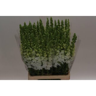 Freshy Antirrhinum Poto. X60 White