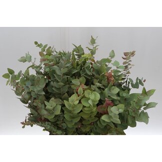 Freshy Eucalyptus Stuart Nature 150gr (p. bos)